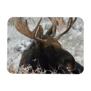 Shiras Bull Moose Magnet