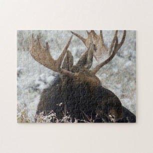 Shiras Bull Moose Puzzle