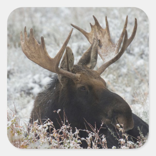 Shiras Bull Moose Quadratischer Aufkleber (Vorderseite)