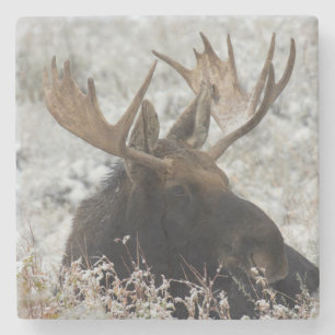 Shiras Bull Moose Steinuntersetzer