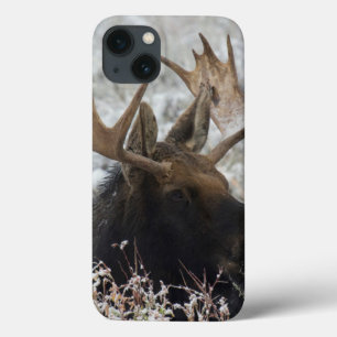 Shiras-Elchbulle iPhone 13 Hülle