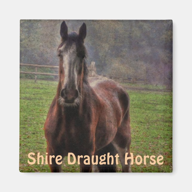 Shire Draft Horse, Hampshire, England Magnet (Vorne)