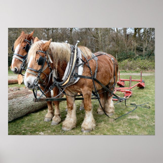 Shire Horse Poster (Vorne)