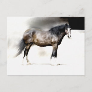 SHIRE HORSE STUDY POSTKARTE