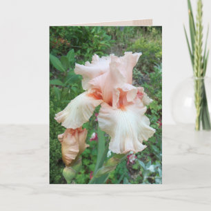 Shirleys Iris Karte