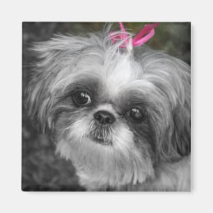 Shitzu Dog Square Magnet