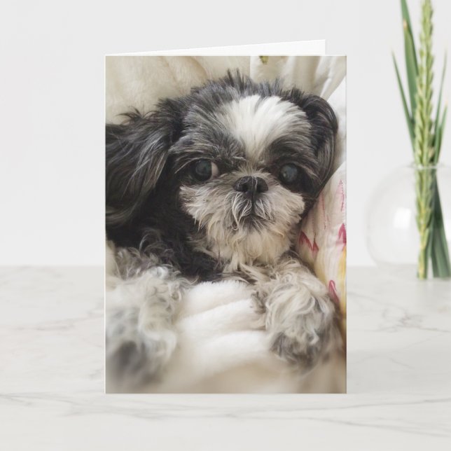 Shitzu Girl Grußkarte Karte (Vorderseite)
