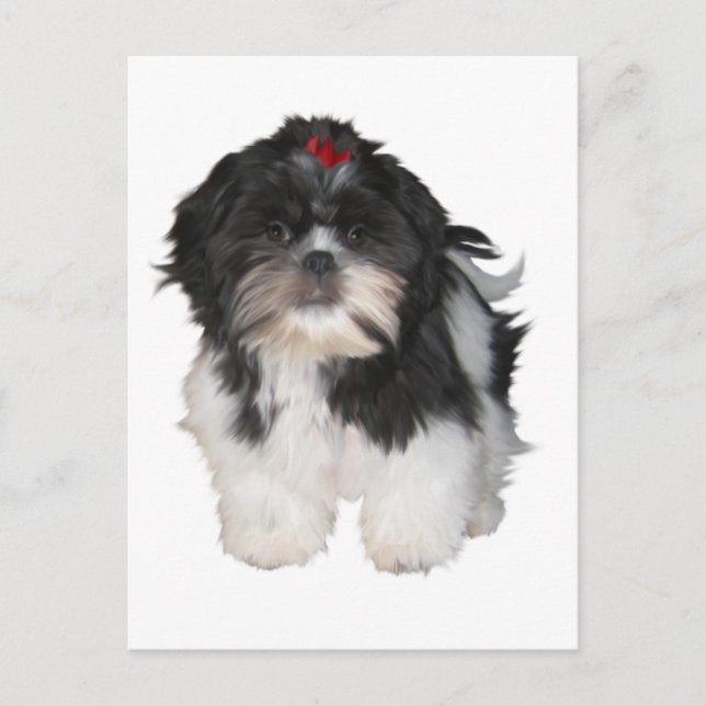 Shitzu Shih Tzu Puppy Hunde Postkarte (Vorderseite)