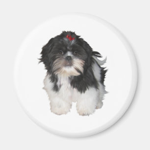 Shitzu Shih Tzu Welpen Hunde Magnet