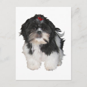 Shitzu Shih Tzu Welpen Hunde Postkarte