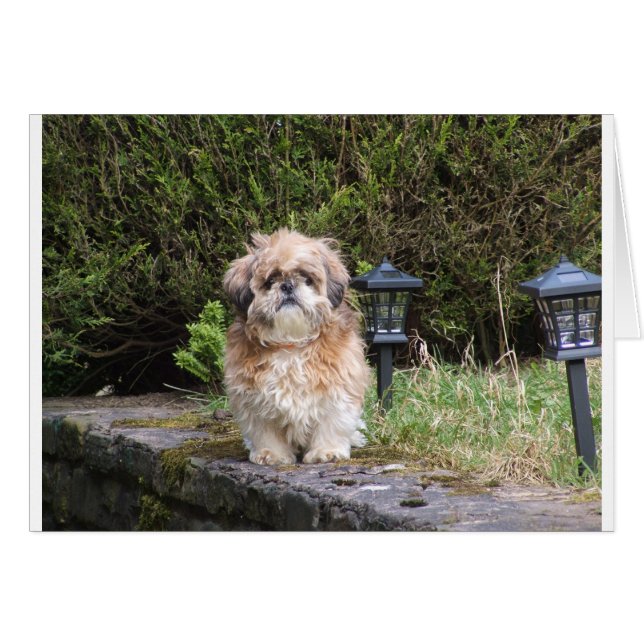 shitzui (Vorderseite (Horizontal))