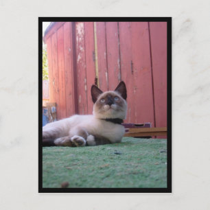 Shiva der Schneeschuh Postkarte