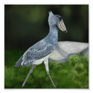 Shoebill Storch Bird Foto Print
