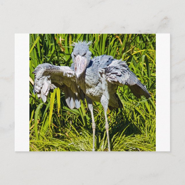 Shoebill Storch Postkarte (Vorderseite)