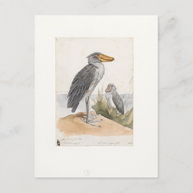 Shoebill Stork 1887 Print Zoologica Amsterdam Postkarte (Vorderseite)