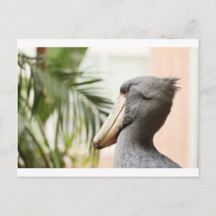 Shoebill Stork Postkarte