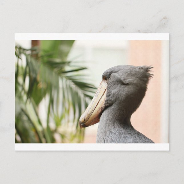 Shoebill Stork Postkarte (Vorderseite)