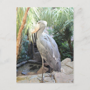 Shoebill Stork Postkarte