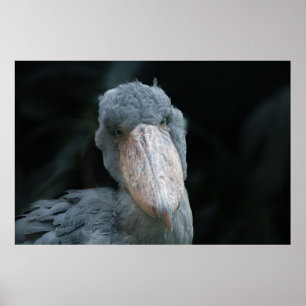 Shoebill's Charm Poster