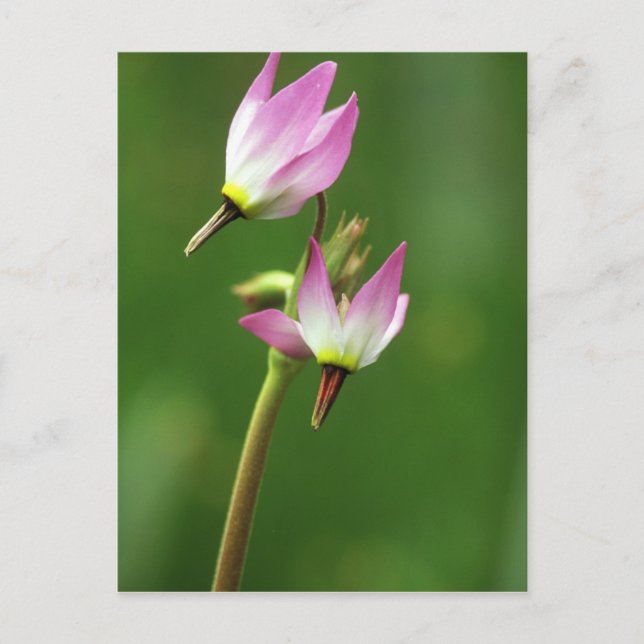 Shooting Star Wildblume, Kalifornien, USA Postkarte (Vorderseite)