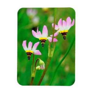 Shooting Star Wildblumen im Mission Trails Park Magnet