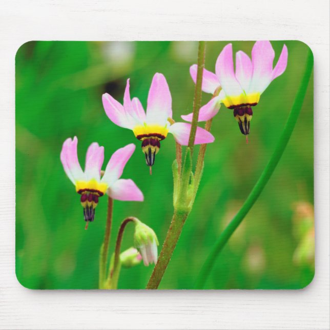 Shooting Star-Wildblumen im Mission Trails Park Mousepad (Vorne)