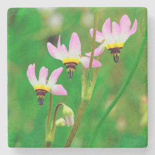 Shooting Star-Wildblumen im Mission Trails Park Steinuntersetzer