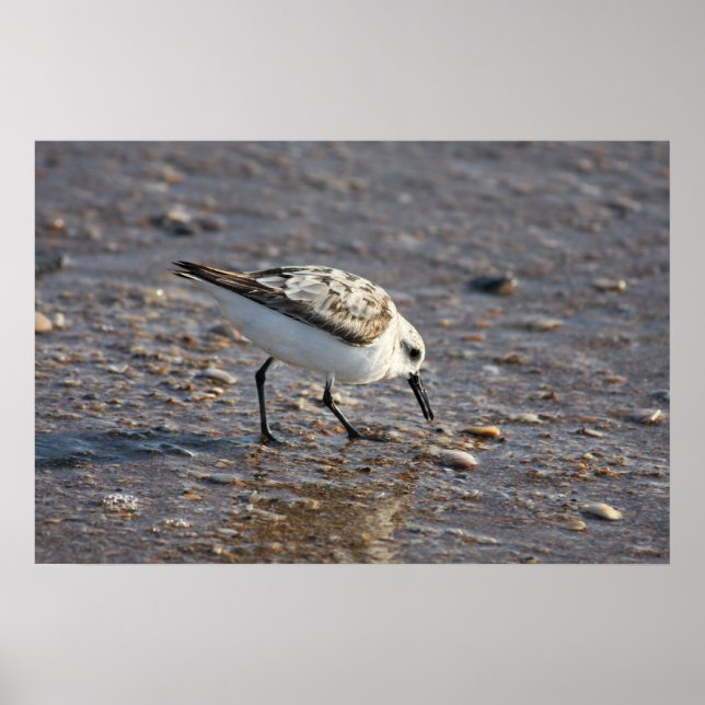 Shore Bird Poster (Vorne)