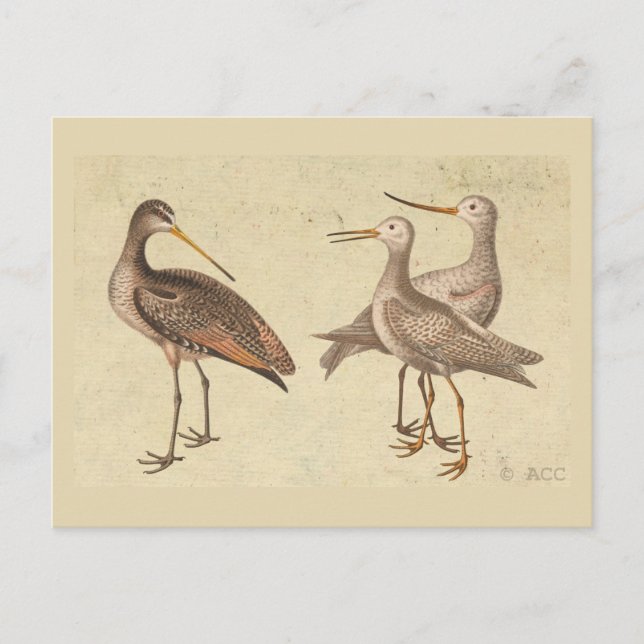Shore Birds Postkarte (Vorderseite)