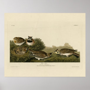 Shore Lark (Horned Lark) Audubon Birds of America Poster