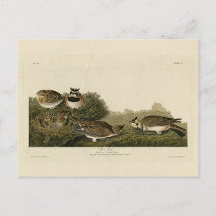 Shore Lark (Horned Lark) Audubon Birds of America Postkarte