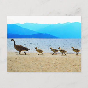 Shore Patrol Canada Geese Postkarte