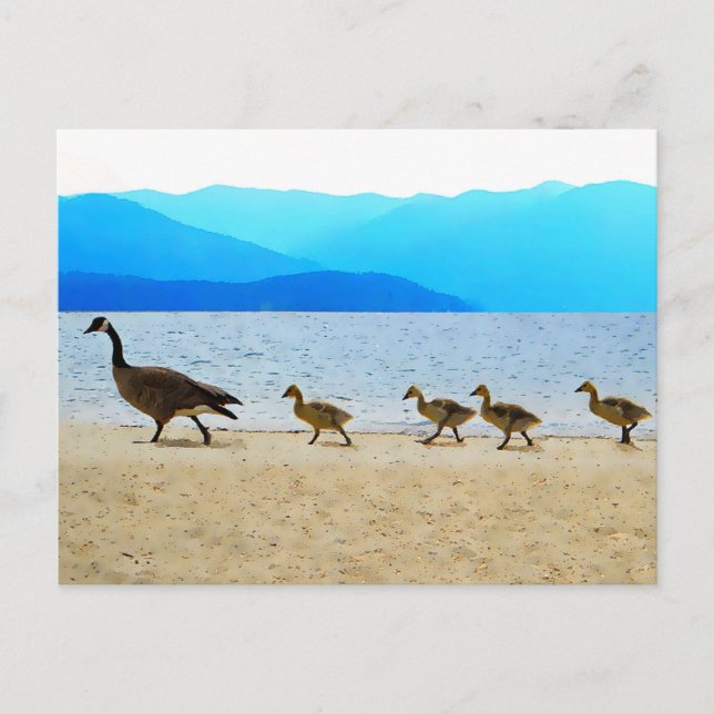 Shore Patrol Canada Geese Postkarte (Vorderseite)