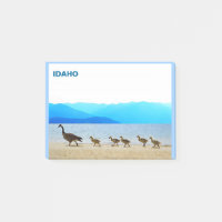 Shore Patrol - Gänse aus Kanada