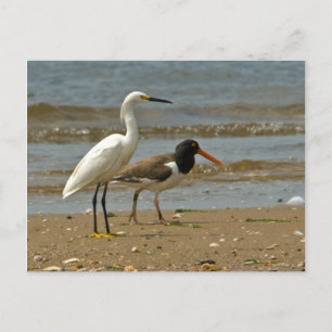 Shorebird-Postkarte Postkarte