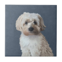 Shorkie-Hundeportrait