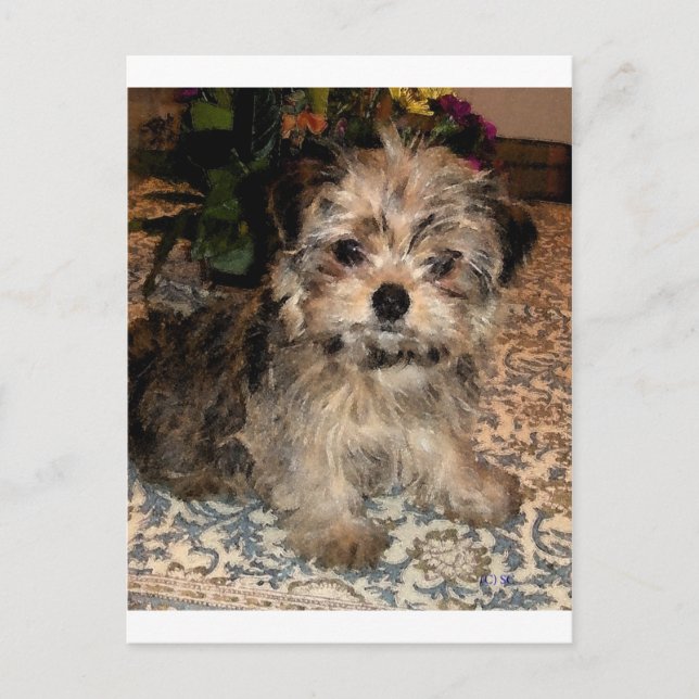Shorkie Puppy Postkarte (Vorderseite)