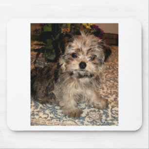 Shorkie Welpe Mousepad