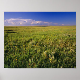 Short Grass Prairie im abgelegenen Nordosten Poster