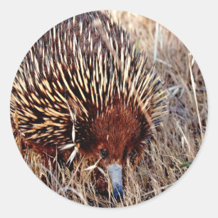 Shortbeak echidna gewartet Opportunitätserfolg Runder Aufkleber