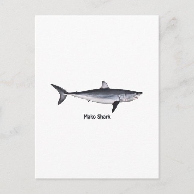 Shortfin Mako Shark Illustration Postkarte (Vorderseite)