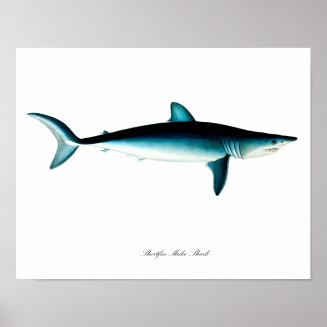 Shortfin Mako Shark Poster Art Print No. 4 (Vorne)