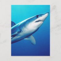Shortfin Mako Shark
