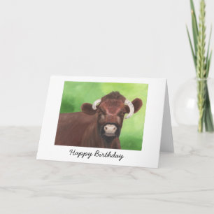 Shorthorn Bull Birthday Card Karte