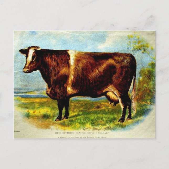 Shorthorn Dairy Cow Lithographie 1904 Postkarte (Vorderseite)