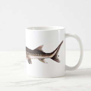 Shortnose Stör - Acipenser brevirostrum Tasse