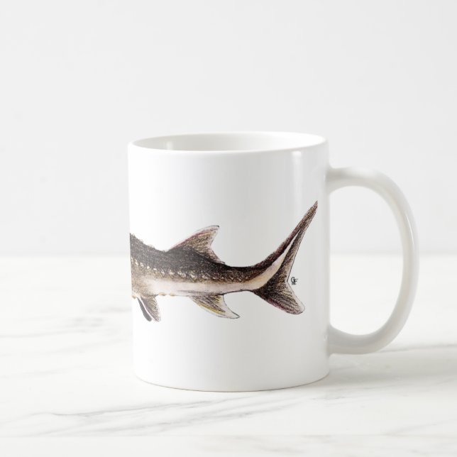 Shortnose Stör - Acipenser brevirostrum Tasse (Rechts)