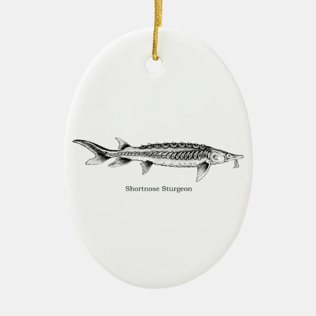 Shortnose Stör Keramikornament (Vorne)