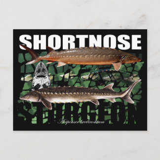 Shortnose Sturgeon PostCard Postkarte