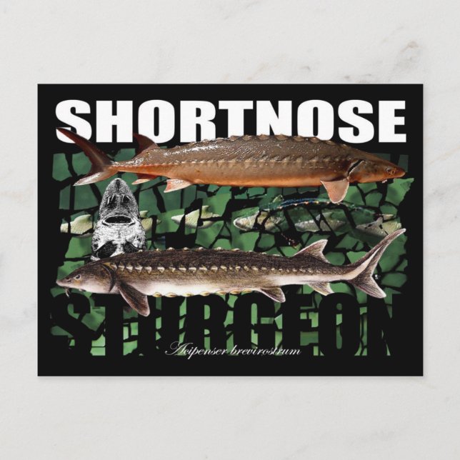 ShortnoseCollage-PCard Postkarte (Vorderseite)
